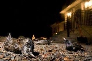 В Австралії випав дощ з мертвих птахів