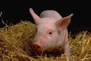 Україна відмовилася від російського сала