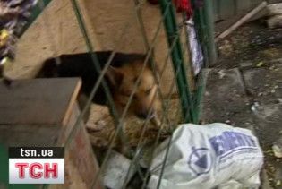 Хазяїв вівчарки-вбивці звинуватили у вбивстві з необережності