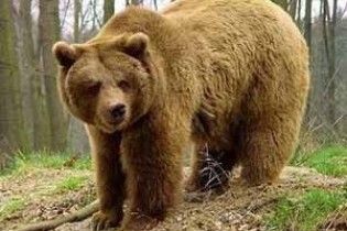 Жінка побила двоцентнерного ведмедя кулаками