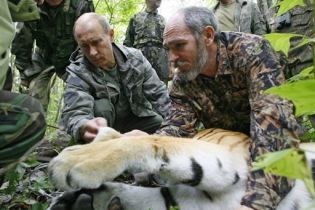 Путин подстрелил уссурийского тигра (видео, обновлено)