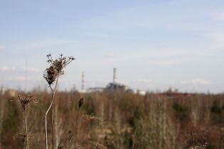 Европейские птицы зимуют в чернобыльской зоне