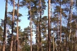 Відпочинок у київських лісах зроблять платним