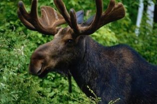 На батьківщині Хмельницького браконьєри винищили всіх лосів