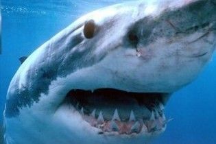 У водах Австралії почалася сезонна міграція білих акул
