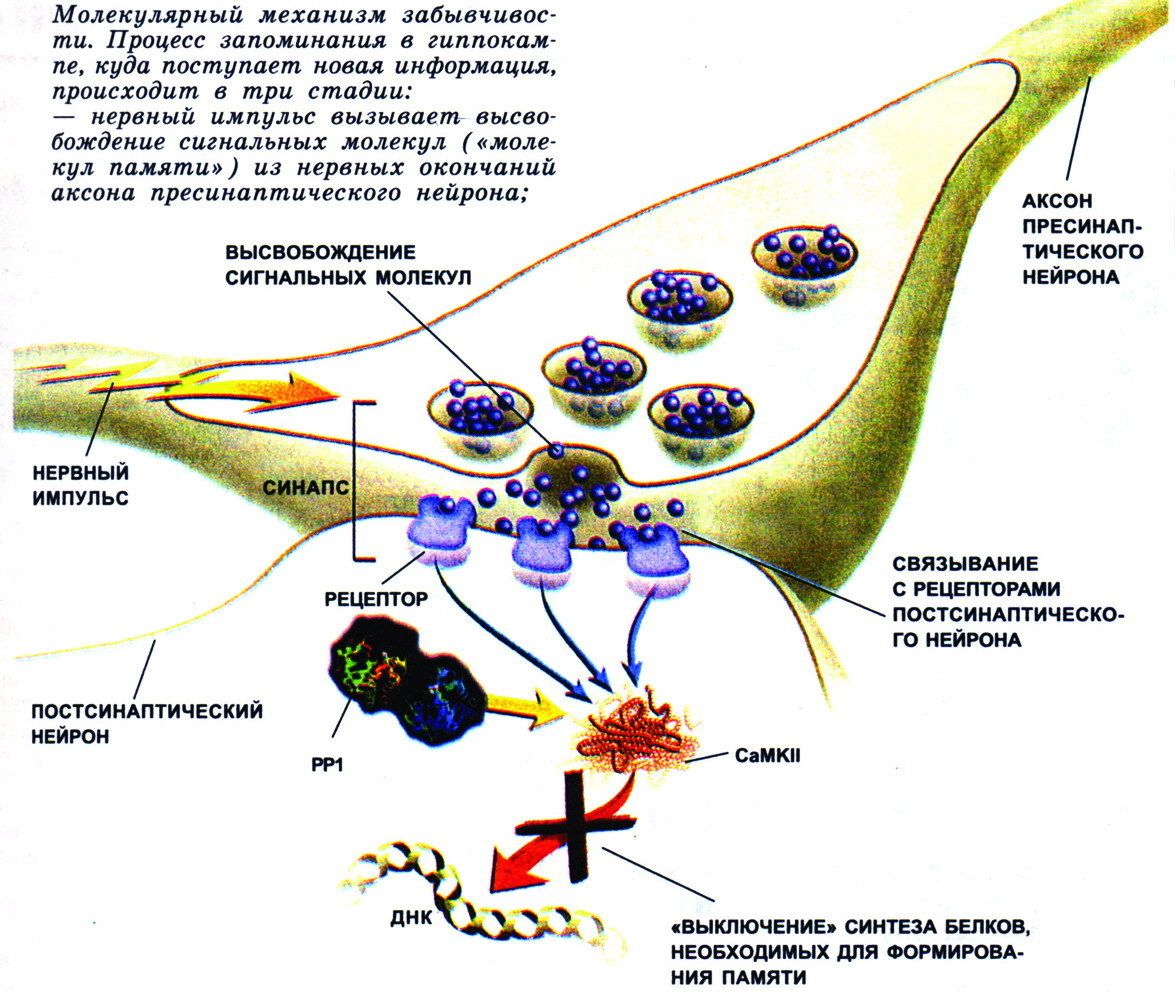Забування