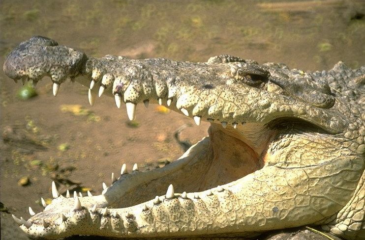 Крокодил (Фото: www.exzooberance.com)