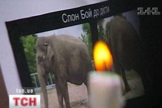 Міліція заявила, що тварин у Київському зоопарку ніхто не труїв