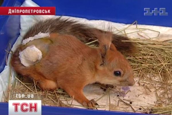 12_belka