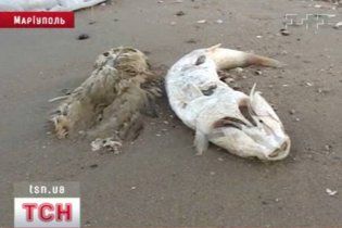 У Маріуполі масово гинуть риби і птахи