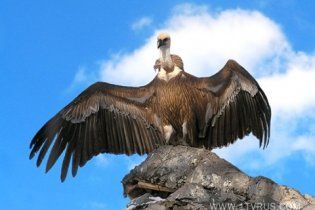 Грифа запідозрили у співпраці з ізраїльською розвідкою