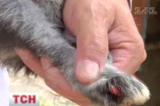 На Харьковщине две чупакабры крадут кролей