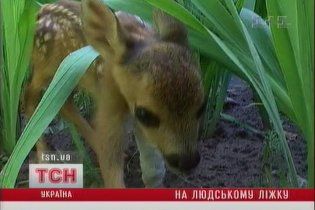 На Чернігівщині лікарі врятували життя косулі