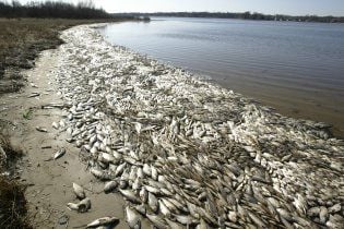 В Азовському морі через спеку гине риба