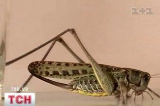 Луганськ заполонила сарана