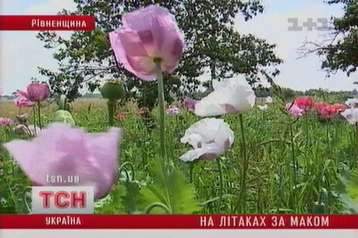 tcn_06