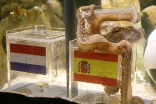 Восьминіг-оракул чемпіонату світу оцінений у 500 тисяч євро