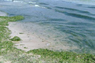 Біологи розкрили таємницю плями в Чорному морі