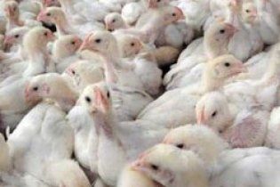 Россия сняла ограничение на ввоз мяса птицы из Украины