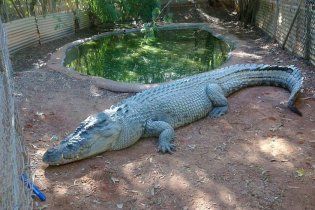 Пьяный турист пробрался в зоопарк, чтобы покататься на крокодиле