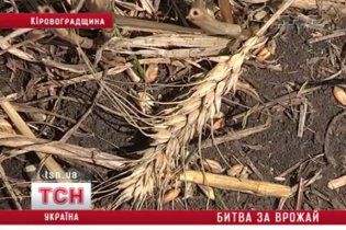 Через дощі Україна може залишитися без зерна