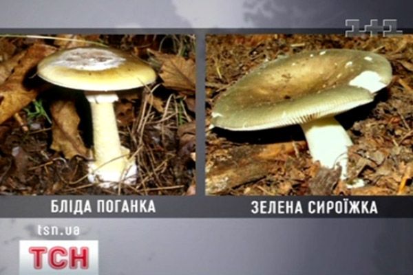Гриби