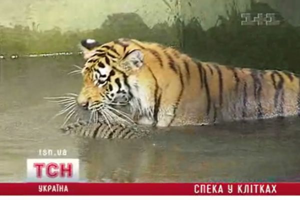 10_kupaniya