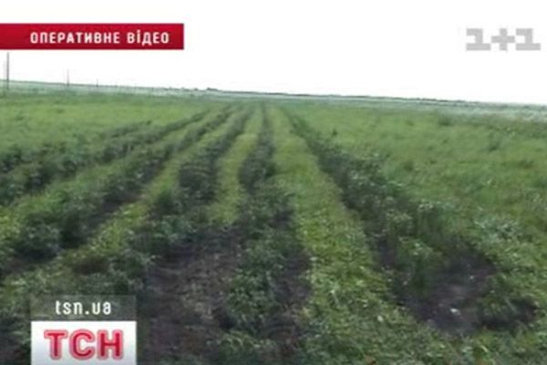 Плантація