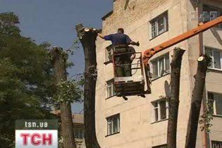 На Вінниччині на дитячий майданчик впало дерево: госпіталізовано 5 дітей і вчительку