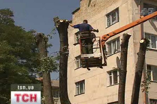 Дерева