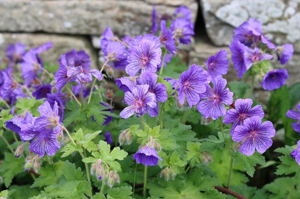 Журавці / © Credits