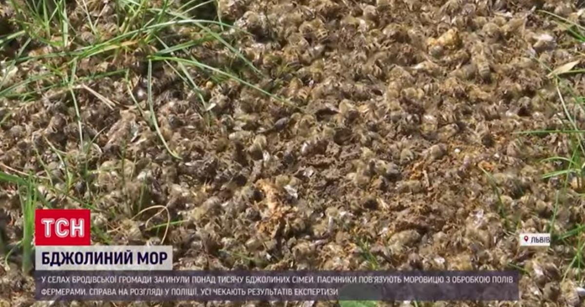 Господарі певні, мор бджіл стався через обробку полів.