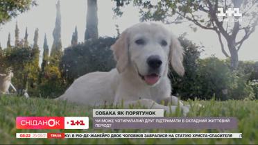 Друг,помічник і терапевт: як собаки допомагають долати психологічні травми