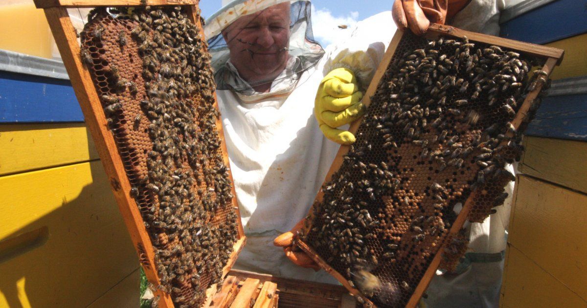 Село на Ровенщине атаковали химией: пчелы вымерли, а люди жалуются на неприятные симптомы