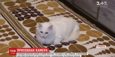 В Тернополе мужчина поймал вора, наблюдая за своей кошкой через веб-камеру
