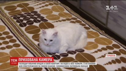 У Тернополі чоловік упіймав крадія, спостерігаючи за своєю кішкою через веб-камеру