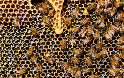 Бджоли обсіли голову та вкусили 20 тисяч разів: на 20-річного хлопця напали агресивні комахи