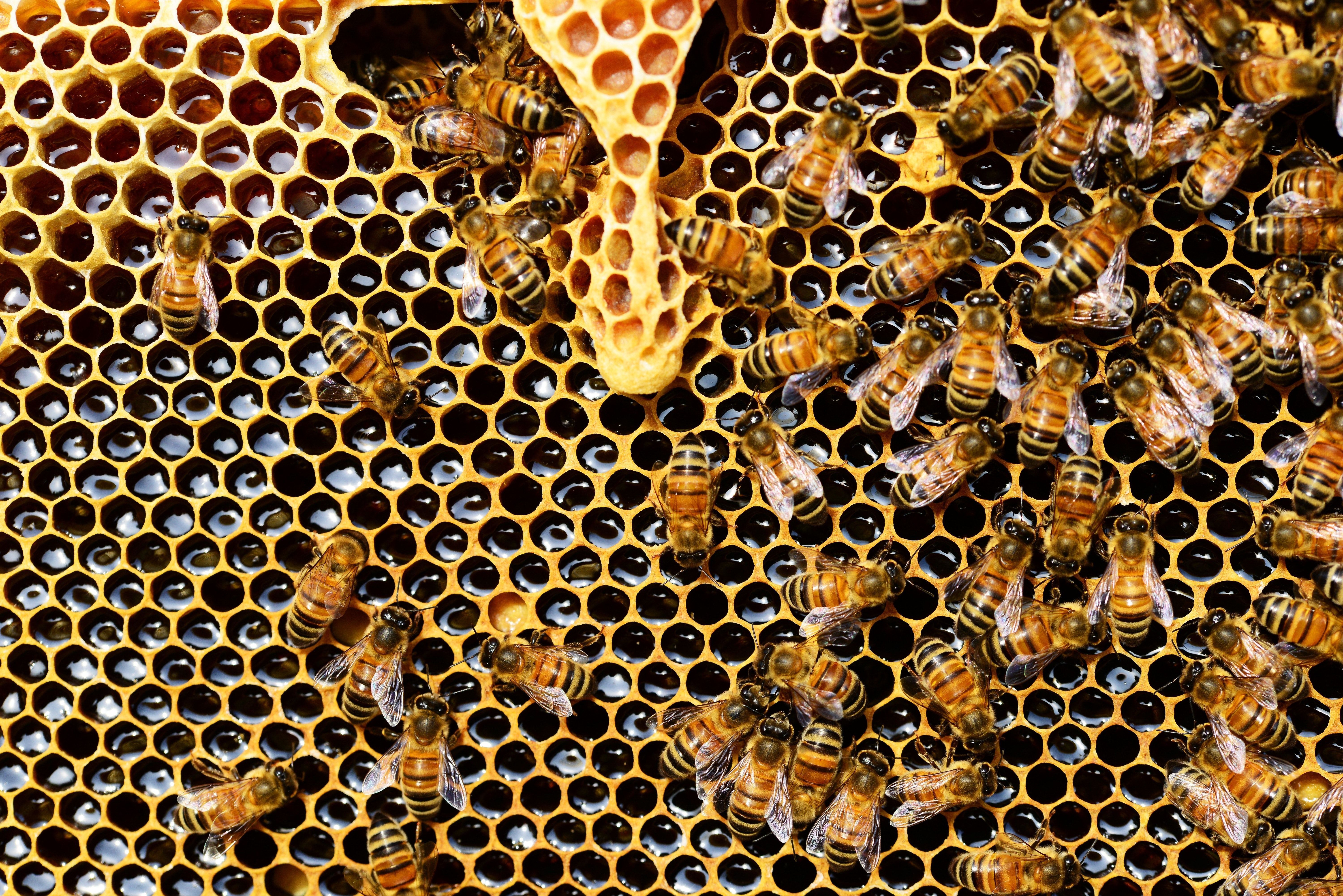 Як відрізнити натуральний мед від штучного / © Pexels