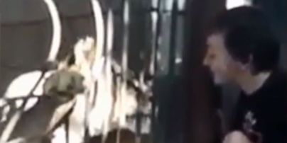 ТСН показала видеозапись нападения львицы на мальчика в тернопольском зоопарке