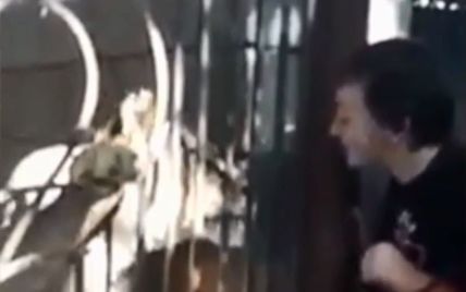 ТСН показала видеозапись нападения львицы на мальчика в тернопольском зоопарке