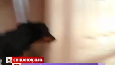 Господар зробив зі своїх собак зірок, знімаючи їх у короткометражних трилерах