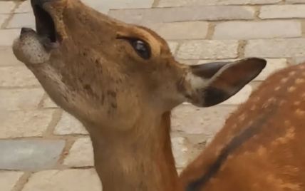 В Японии очаровательный олень неожиданно жуткими воплями удивил туристов