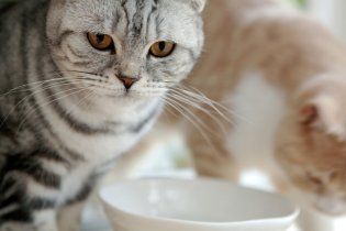 В Бельгии стерилизуют всех кошек