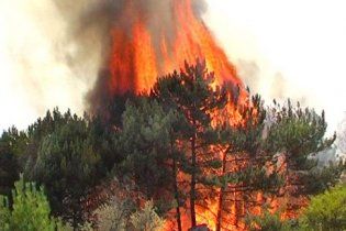 На Київщині згоріли 4 гектара лісу