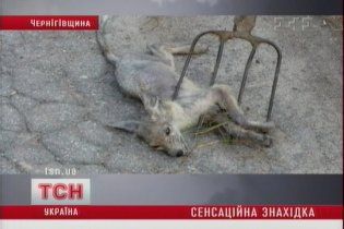 На Черниговщине поймали и убили детеныша чупакабры