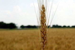 Квотування зернового експорту продовжать до липня