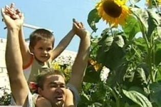 В Киеве вырос уникальный подсолнух (видео)