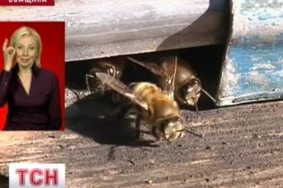 Сон с пчелами как средство против всех болезней (видео)