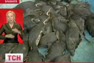 В Бразилии массово гибнут пингвины (видео)