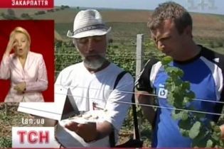 Как избавиться от вредителей (видео)